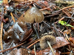 Psilocybe pelliculosa