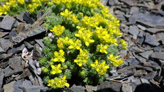 Draba novolympica
