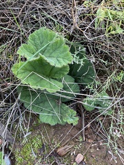 Pelargonium lobatum