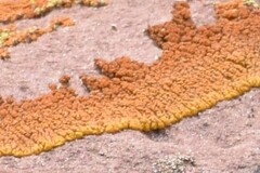 Xanthomendoza trachyphylla