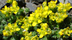 Draba novolympica
