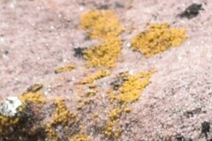 Candelariella rosulans