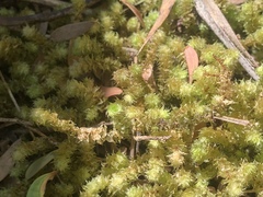 Ptychomnion aciculare