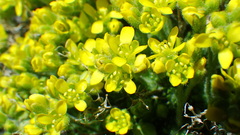 Draba novolympica