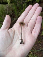Psilocybe pelliculosa