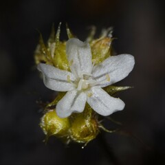 Drosera roseana