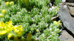 Draba novolympica