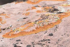 Xanthomendoza trachyphylla