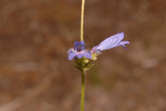 Penstemon gracilentus