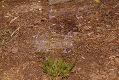 Penstemon gracilentus