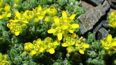 Draba novolympica