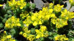 Draba novolympica