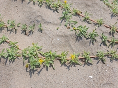 Pectis multiflosculosa