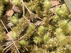 Ptychomnion aciculare