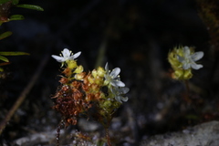 Drosera roseana