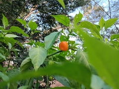 Capsicum chinense