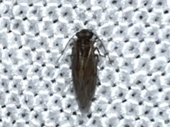 Psocomorpha
