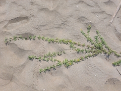 Pectis multiflosculosa