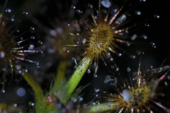 Drosera roseana