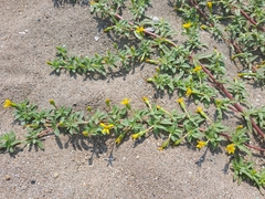 Pectis multiflosculosa