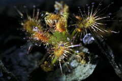 Drosera roseana