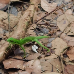 Bronchocela cristatella