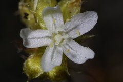 Drosera roseana