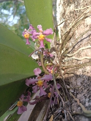 Malpighia glabra