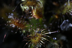 Drosera roseana
