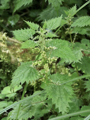Urtica sykesii