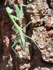 Miomantis caffra
