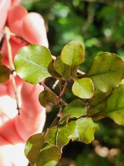 Coprosma arborea
