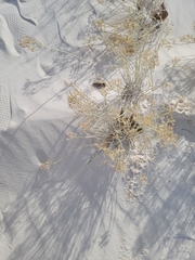 Lepidium lasiocarpum