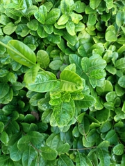 Pentalinon luteum