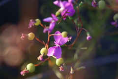 Stylidium scandens