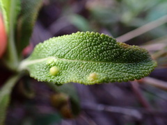 Rhopalomyia audibertiae