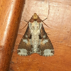 Condica imitata
