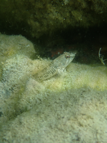 freshwater blenny
