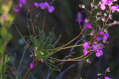 Stylidium scandens