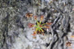 Drosera verrucata