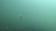 Helotes octolineatus