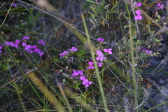 Stylidium scandens