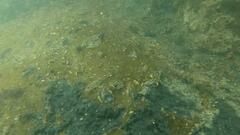 Dendrodoris arborescens