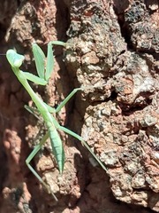 Miomantis caffra