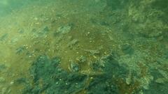 Favonigobius lateralis