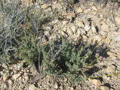 Eriogonum fasciculatum polifolium