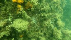 Acanthopagrus butcheri