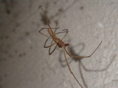 Tetragnatha