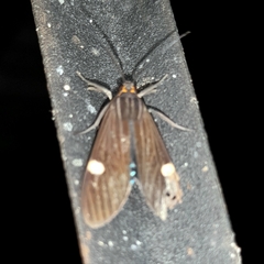 Aclytia heber