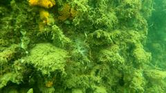 Tridentiger trigonocephalus